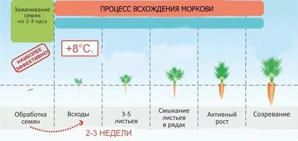 Прорастание семян моркови этапы. Схема посадки семян моркови. Сроки всхода семян моркови в открытом грунте. Сколько дней всходят семена моркови в открытом грунте.