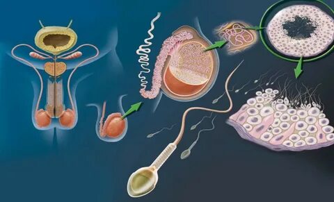 Bactrim And Sperm Count.