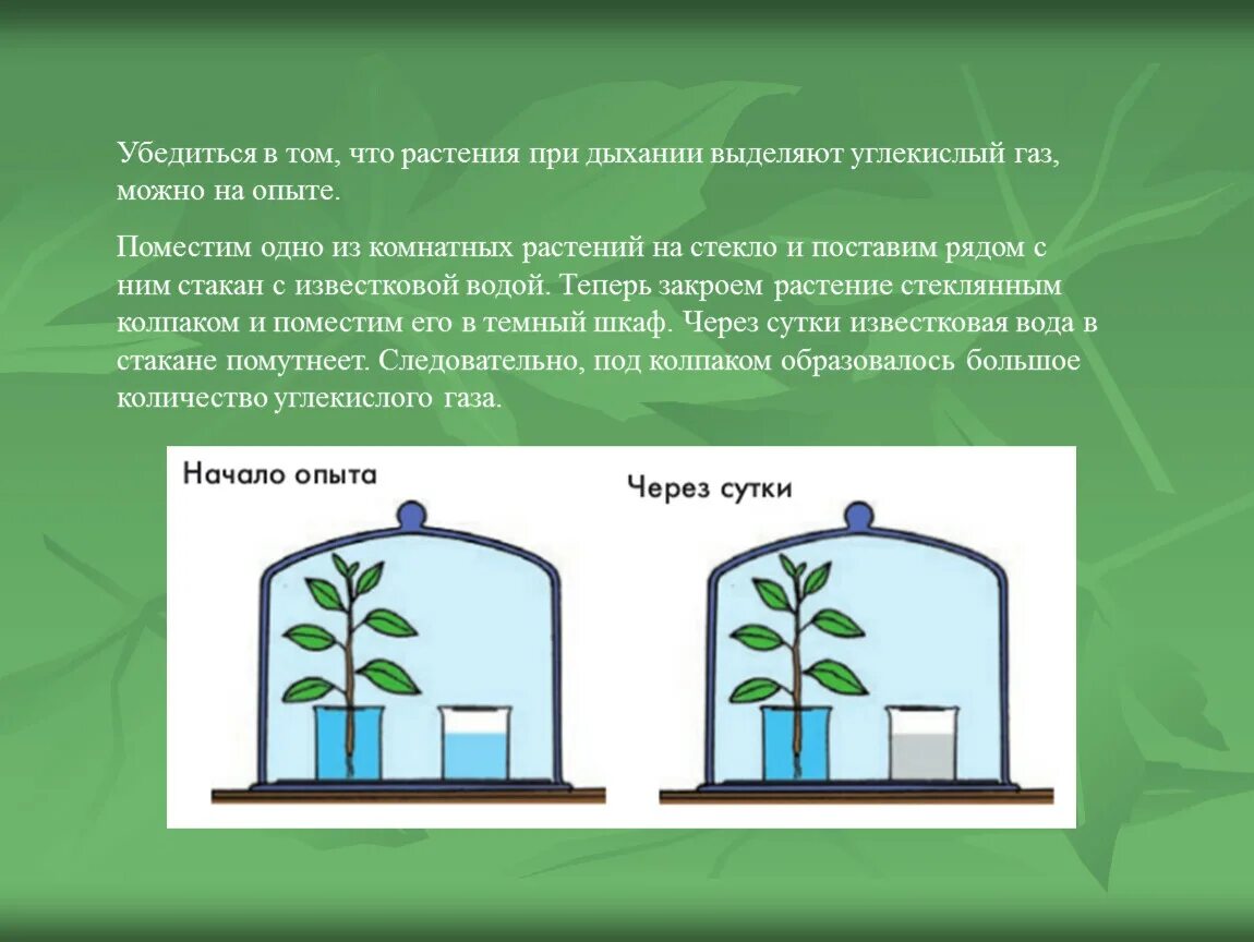 Углекислый газ можно дышать. Дыхание растений опыт с известковой водой. Опыты с растениями растения дышат. Дыхание растений презентация 6 класс. Что растения выделяют при дыхании.