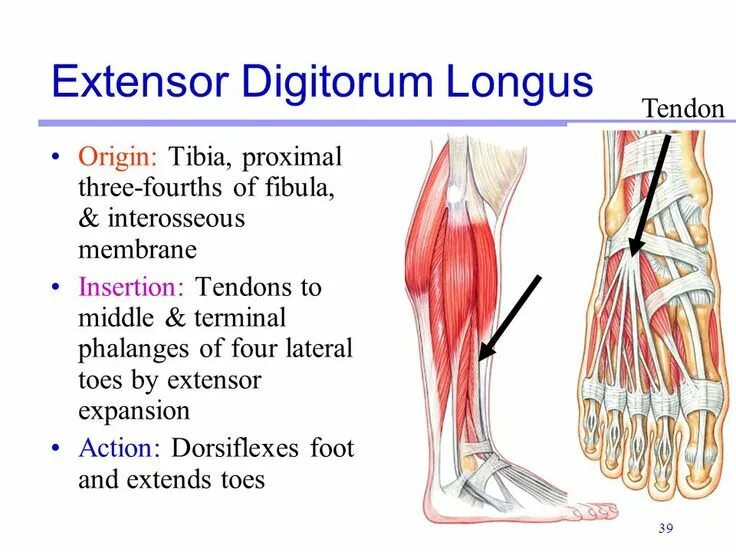 M extensor digitorum. Digitorum longus. extensor hallucis longus. m extensor digitorum longus анатомия. musculus extensor digitorum longus иннервация.