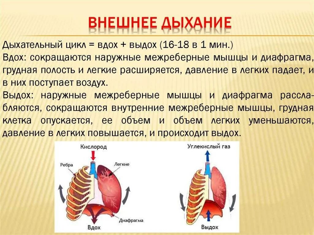 Опишите как происходит вдох и выдох. Внешнее дыхание механизм вдоха и выдоха. как происходит процесс вдоха и выдоха. механизм внешнего дыхания. как происходит вдох и выдох.