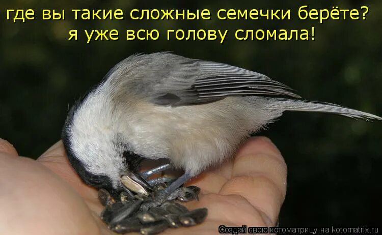 Ох уж эти девушки мем. Они такие сложные. Я птичка мне такое сложно. Они такие сложные. Они такие сложные.