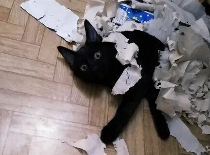Имея кошке
