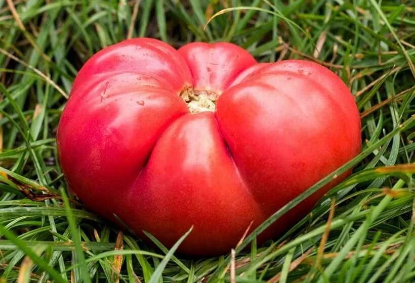 Сорт помидоров розовый великан. Томат розовый гигант. Томат розовый гигант. Томат сорт розовый гигант. Томат розовый гигант описание сорта.