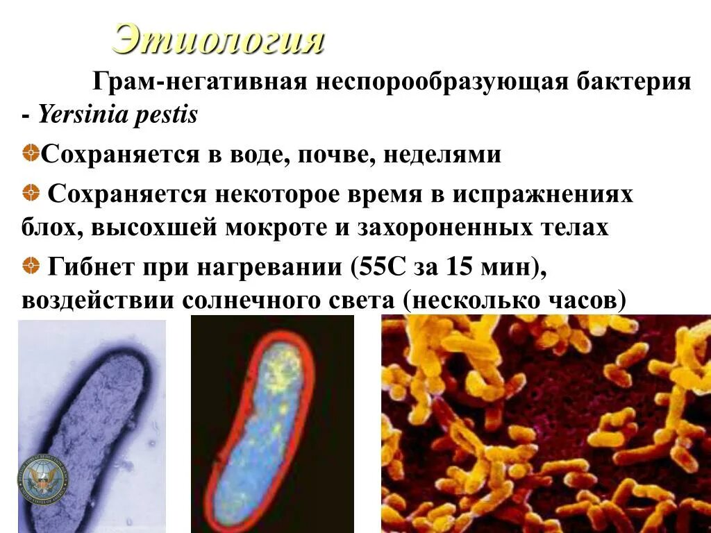 К какой группе относятся микроорганизмы в почве. Неспорообразующие палочки бактерии. Чумная бактерия этиология. Полиморфизм бактерий.