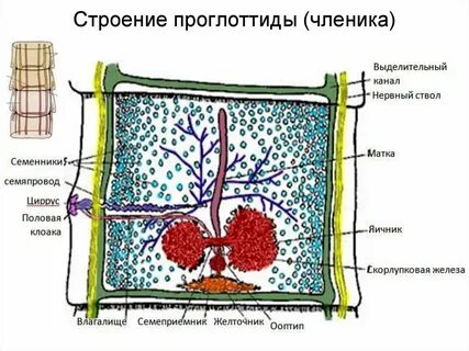 Гермафродитный членик цепня