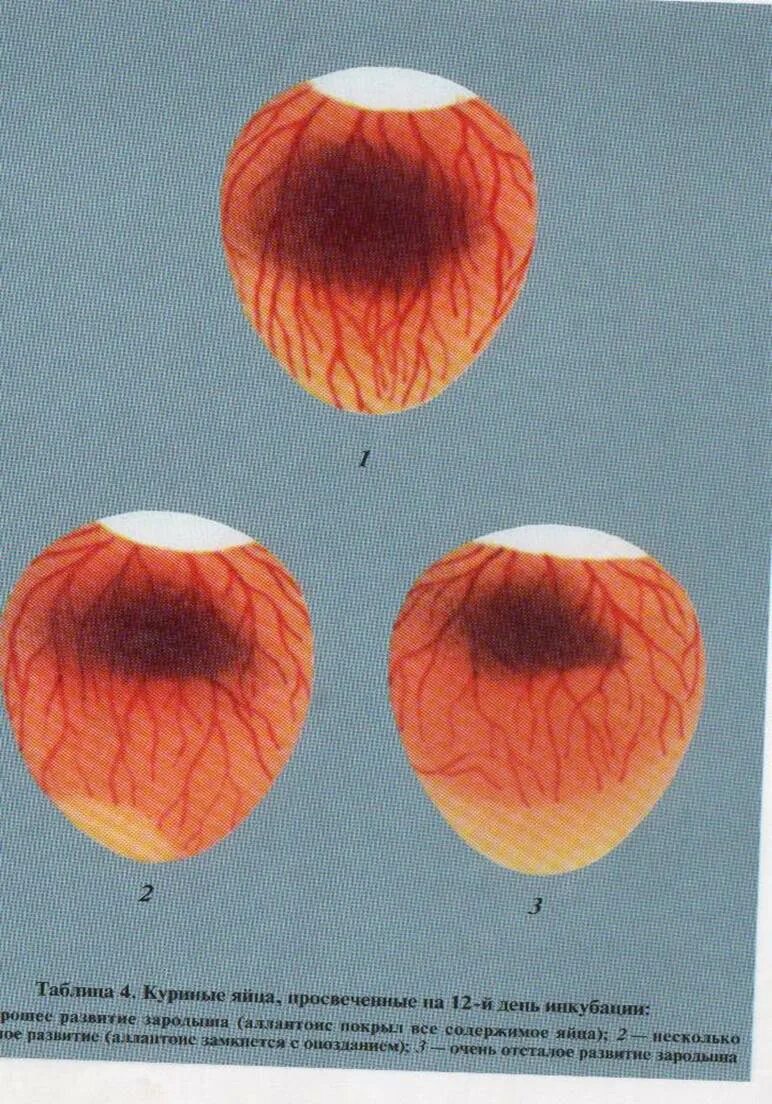 Развитие в яйце по дням фото. Второе овоскопирование куриных яиц. Яйцо 20 день инкубации овоскопирование. Кольцо яйцо овоскопирование. Овоскопирование куриных яиц на 12 день.