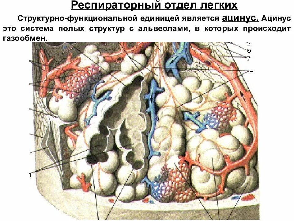 Респираторный отдел легких. Ацинус легкого гистология. Респираторный отдел ацинус. Респираторный отдел легкого. Структурно-функциональная единица респираторного отдела легких.