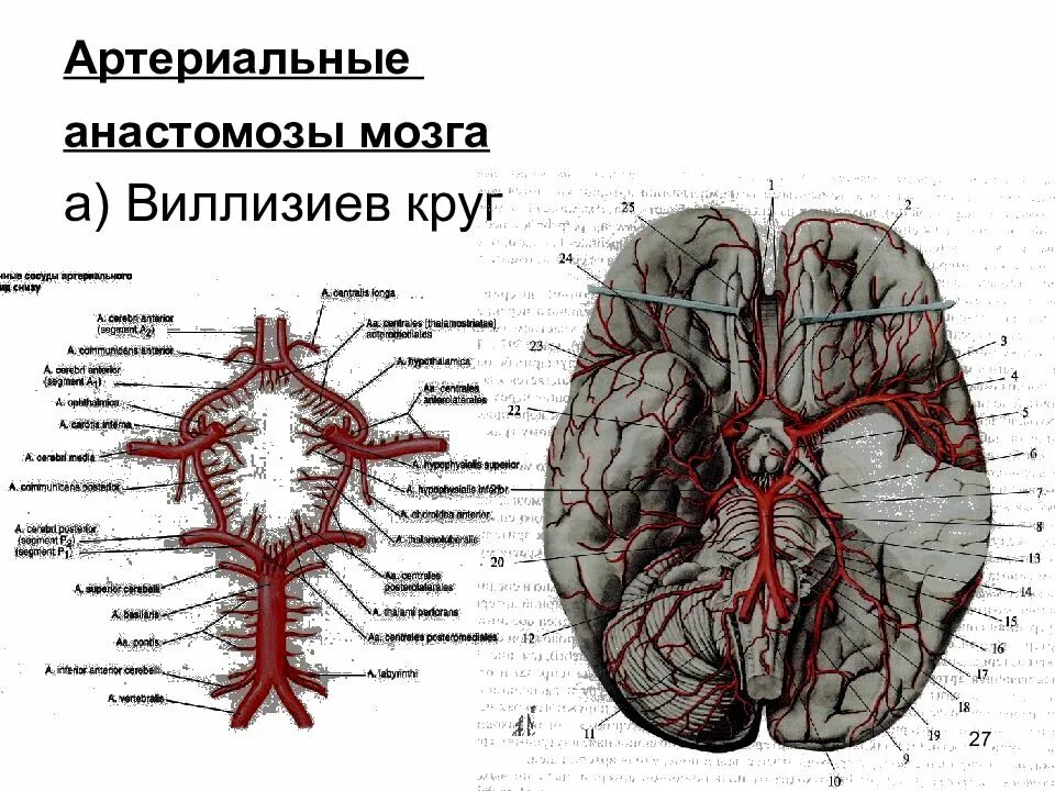 Артерии основания мозга. Кровообращение мозга. Виллизиев круг.. Виллизиев круг в головном мозге. Кровоснабжение головного мозга артериальный круг мозга анатомия. Кровоснабжение головного мозга схема Виллизиев круг.