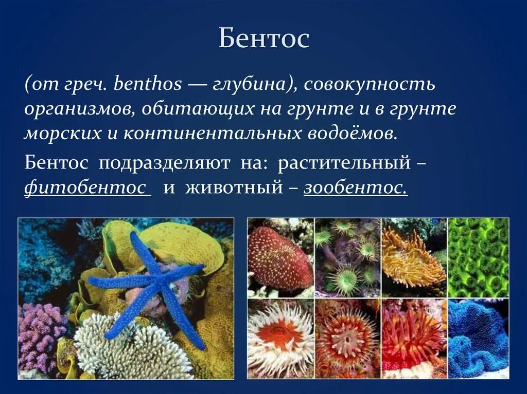Обитатели бентоса. Нектон и бентос. Бентос группа организмов. Представители бентоса. Гидробионты бентос.
