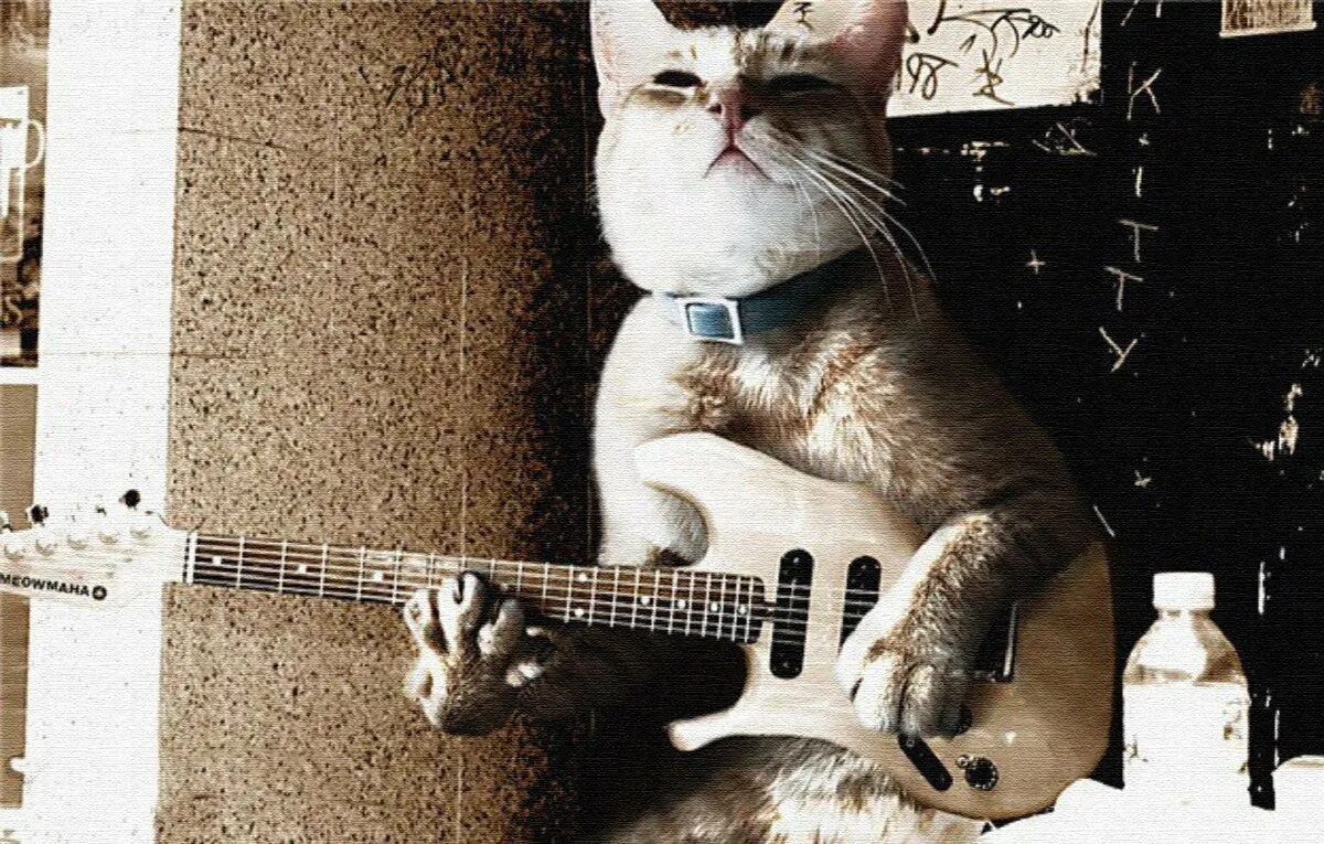 День рождения кота песня. RJNS C ubnjhjq. Кот с гитарой. Котик с гитарой. Кот с электрогитарой.