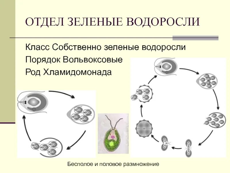 Размножение водорослей хламидомонада. Цикл развития хламидомонады. Цикл размножения хламидомонады. Половое размножение хламидомонады. Водоросли размножаются путем