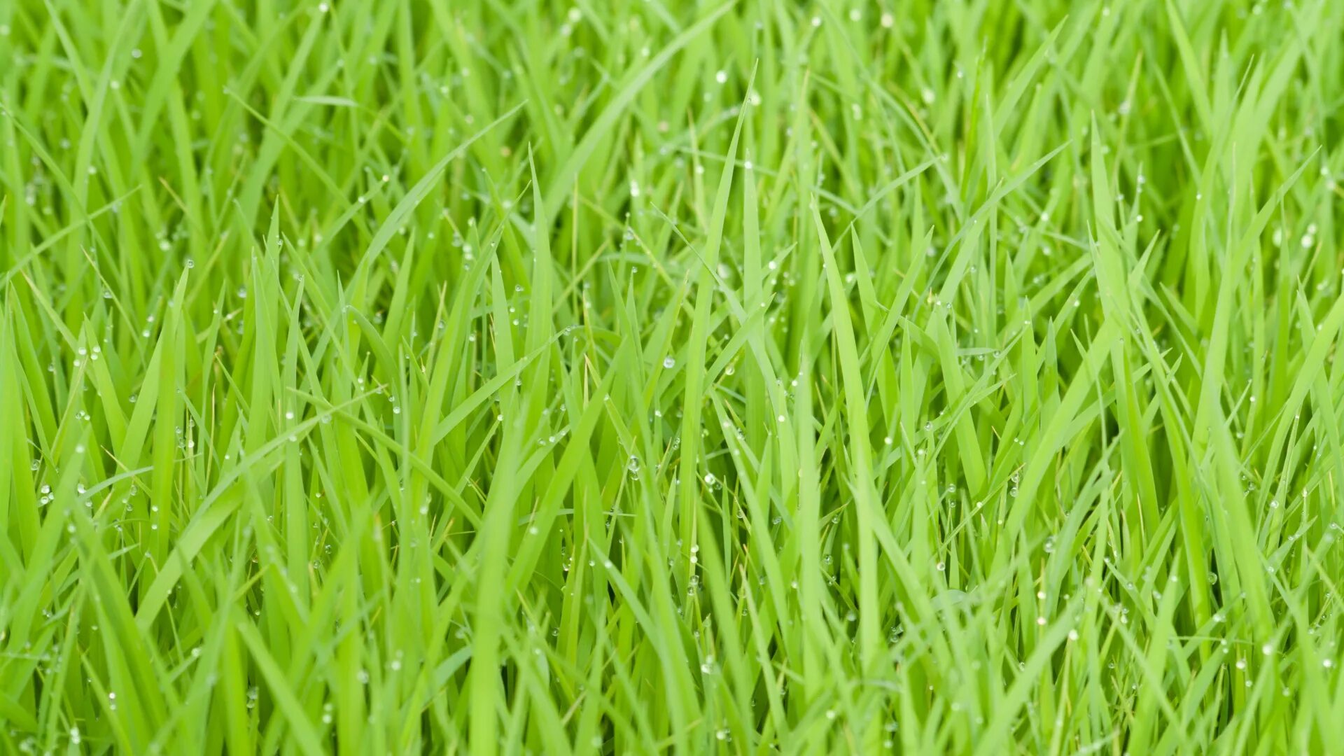 Зеленый газон. Трава фон. Зеленая трава фон. Зеленая трава лужайка.
