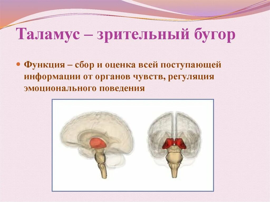 Зрительный бугор таламус. Таламус гипоталамус подушка. Зрительные Бугры таламус функции. Функция таламуса в головном мозге.