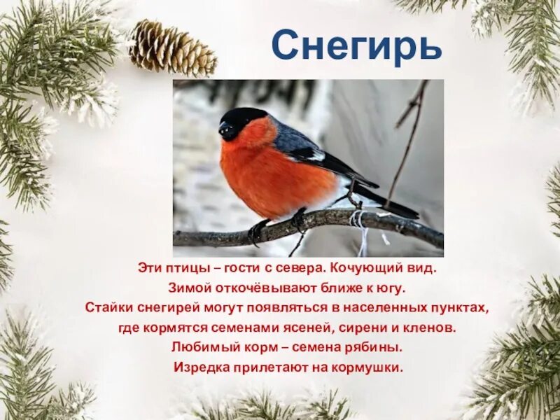 Предложение про снегиря. Предложение про снегиря. Снегирь презентация. Словосочетание со словом снегирь. Предложение со словом снегирь.