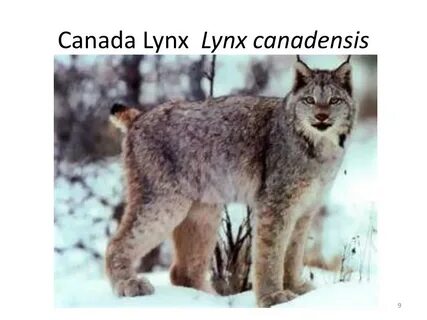 Lynx подбор