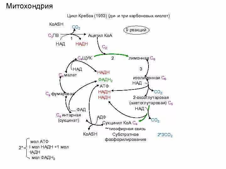 Цикл кребса сколько атф. Кребс цикл Кребса. Цикл Кребса схема в митохондриях. Цикл Кребса схема биохимия. Цикл Кребса ФАД.
