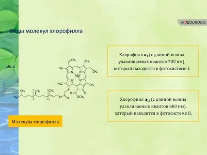 Хлорофилл расположен в