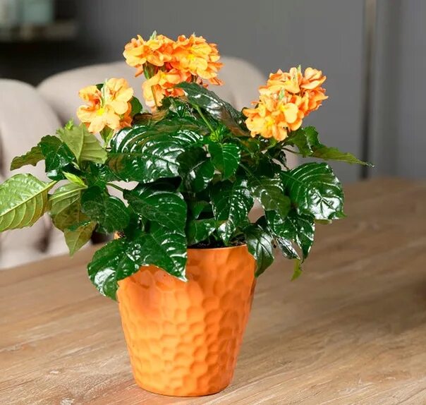 7515 КРОСАНДРА CROSSANDRA ORANGE - купить в Москве в интернет-магазине