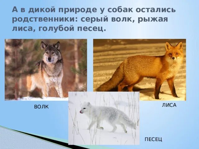 Дикие родственники собаки. Сравнение лисы и волка. Родственники лисы. Близкий родственник лисы.