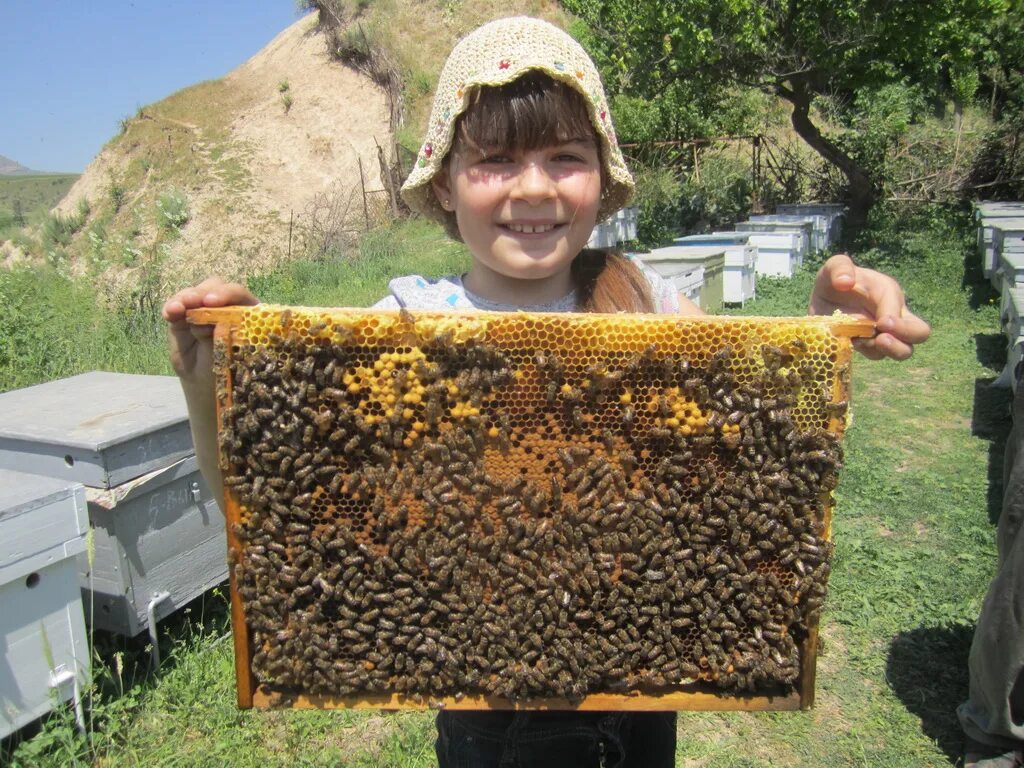 Пчелопакеты Бакфаст. Добрая пчела. Село добрые пчелы. Пасека добрая пчела. Купить пчел в рязанской области