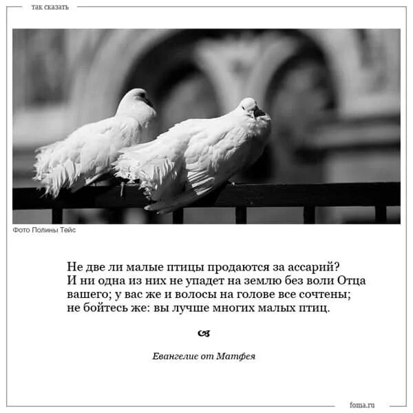 Не бойтесь вы дороже многих малых птиц. Ни одна птица не упадет. Ни один волос не упадет с головы вашей без воли отца. Вы лучше малых птиц. Без воли куда я гожусь