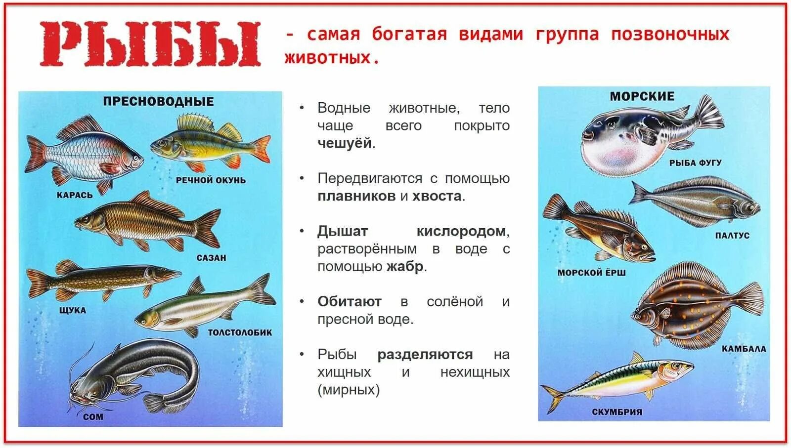 Группа животных рыбы. Тип позвоночные рыбы. Класс рыбы представители. Позвоночные животные группы. Окружающий мир названия групп