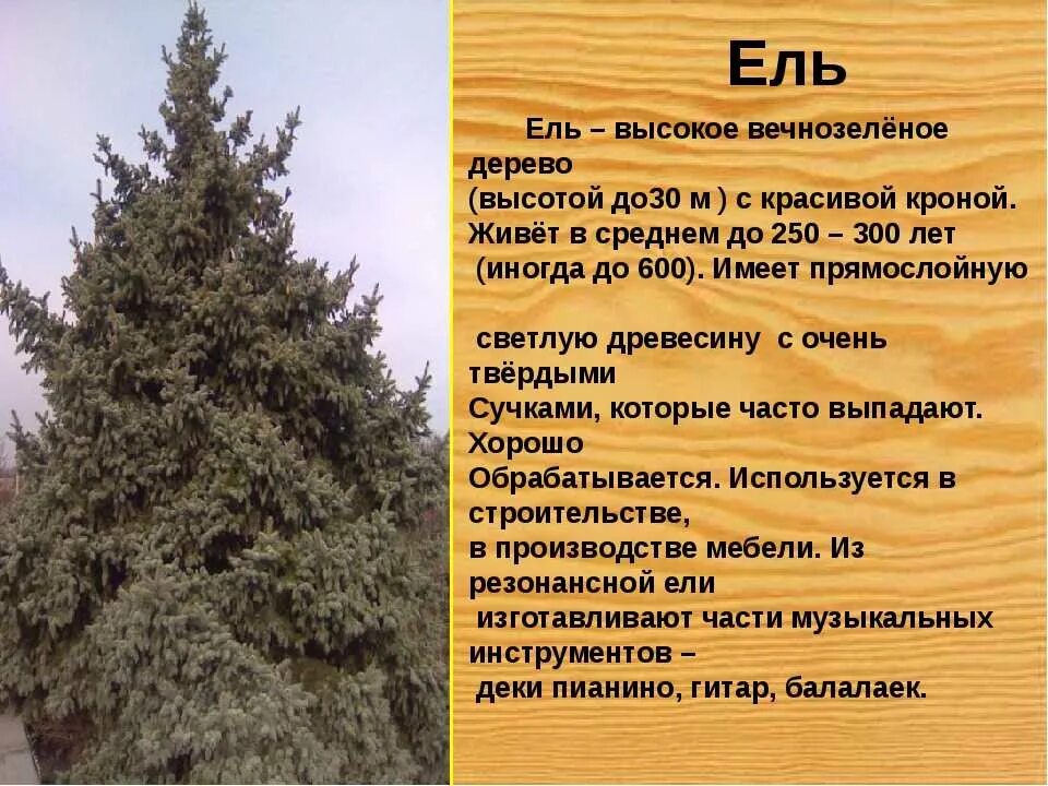 Приметы елки дома