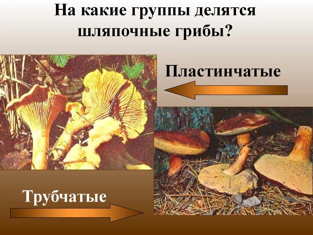 Имеют пластинчатые и трубчатые плодовые тела. Шляпочные грибы. Шляпочные грибы делятся на. Трубчатые и пластинчатые грибы. Трубчатые и пластинчатые грибы примеры.
