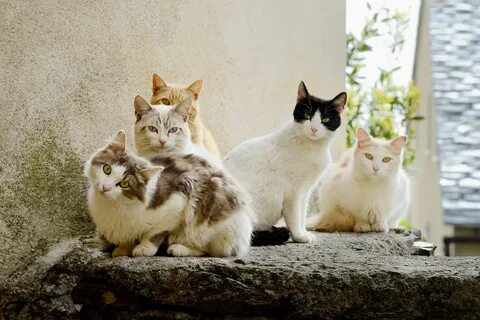 Des chats