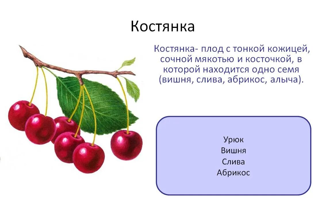 Рассказ о плоде какого нибудь растения. Рассказ о плоде вишни 3 класс. Рассказ о вишне. Черешня плод костянка. Сведения о фрукте гранат.