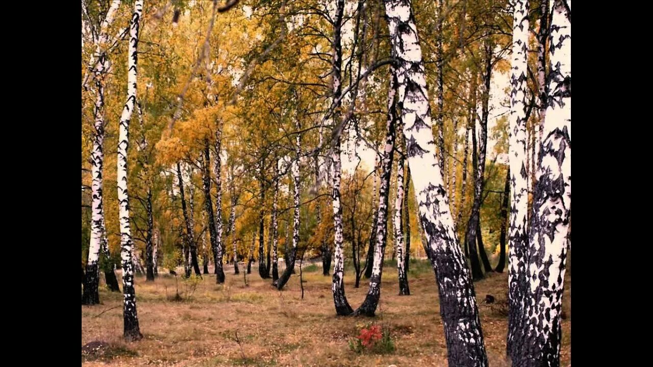 Березка приморская. Брянские леса осенью. Осень березы Приморский край. Леса Зауралья. Утро в весеннем лесу.