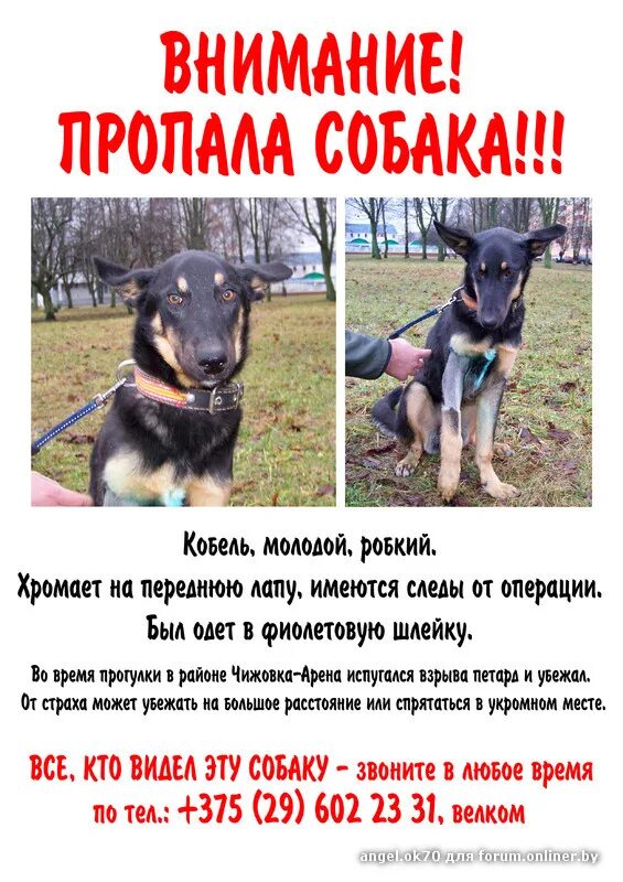 объявления о пропаже псе. объявление пропала собака. потерялась собака объявления. объявление о пропаже щенка. обьявлениио прапаже собак.