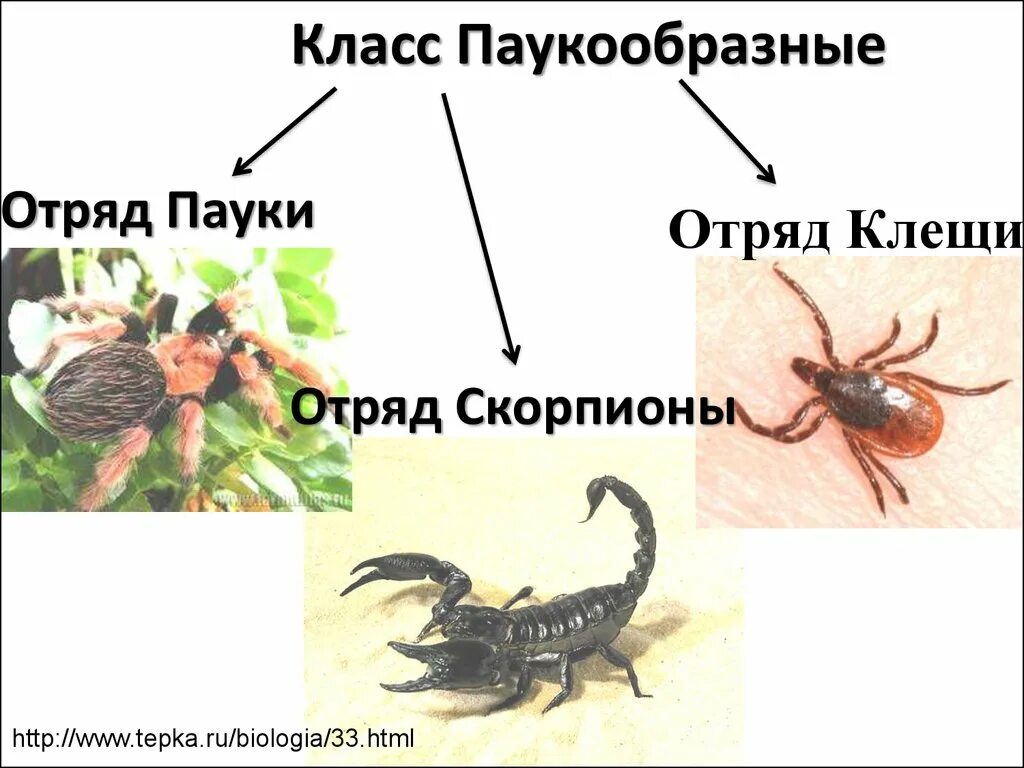 Признаки паукообразных животных. Представители класса паукообразные. Класс паукообразные отряд пауки. Класс паукообразные отряд Скорпионы. Класс паукообразные отряд клещи.