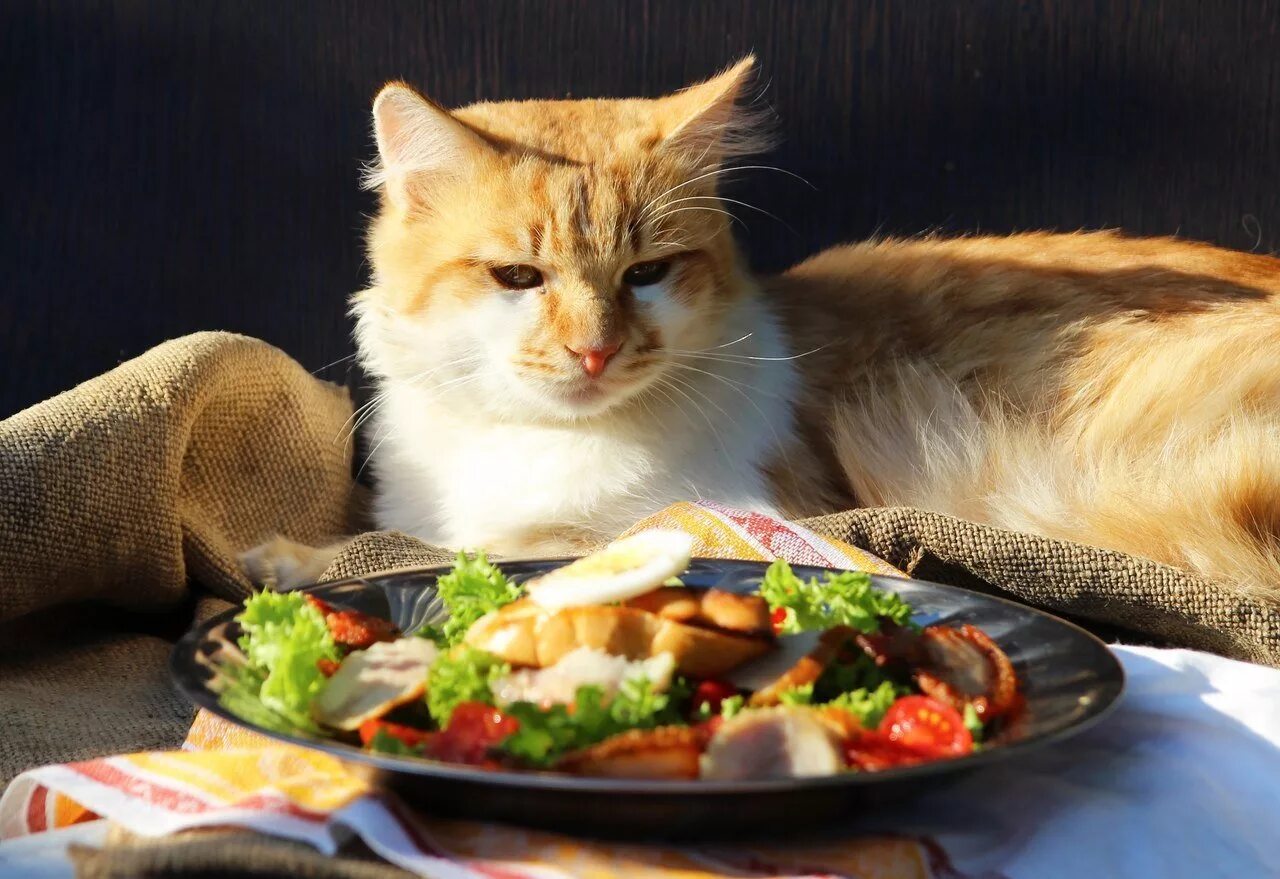 Что любят кошки из еды