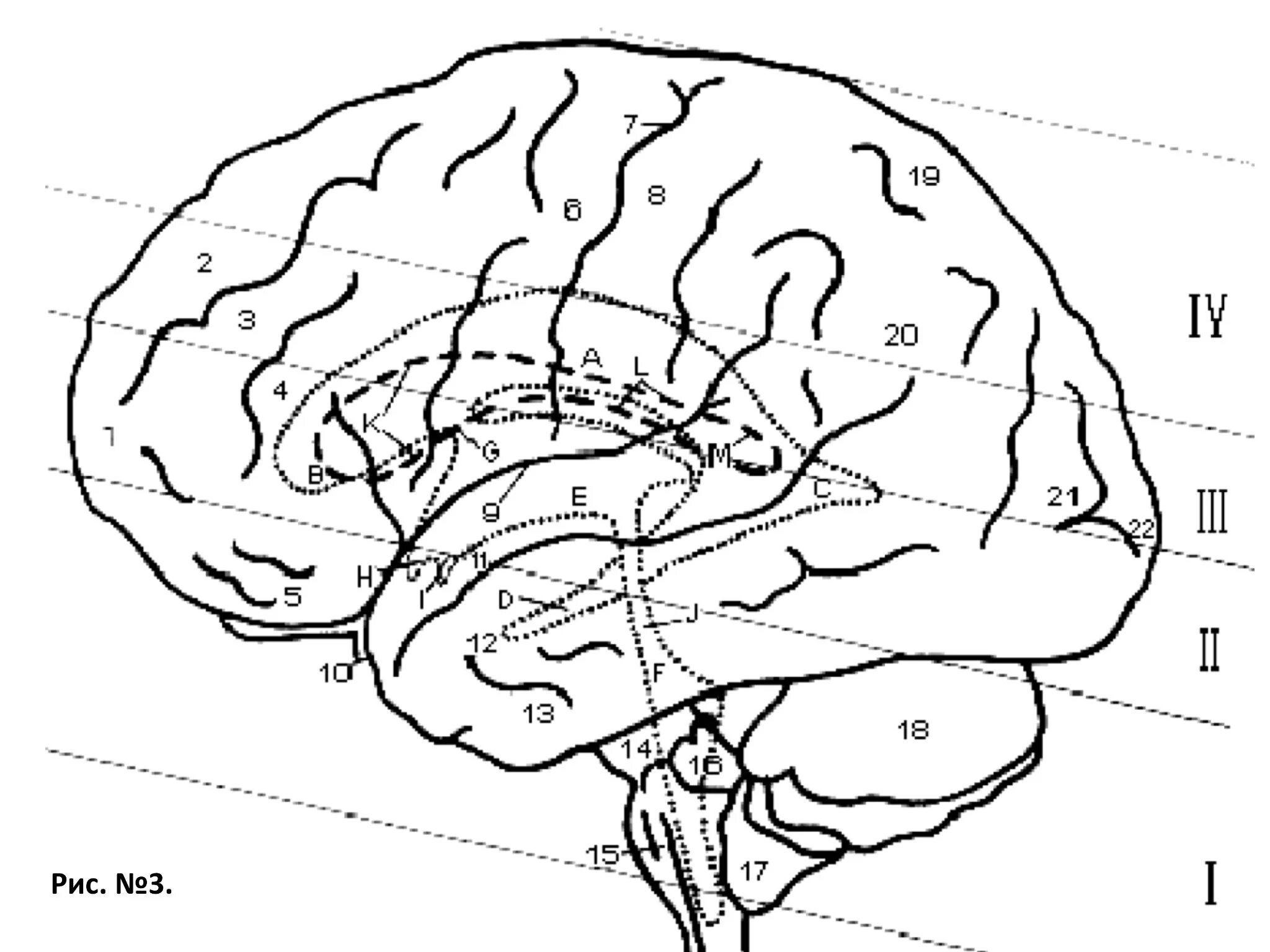 Сводчатая извилина анатомия. Проекция мозга. Латеральная поверхность головного мозга. Сагиттальная проекция мозга. Складчатая поверхность головного мозга