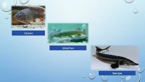 Менің әйелімнің сексуалды суреті