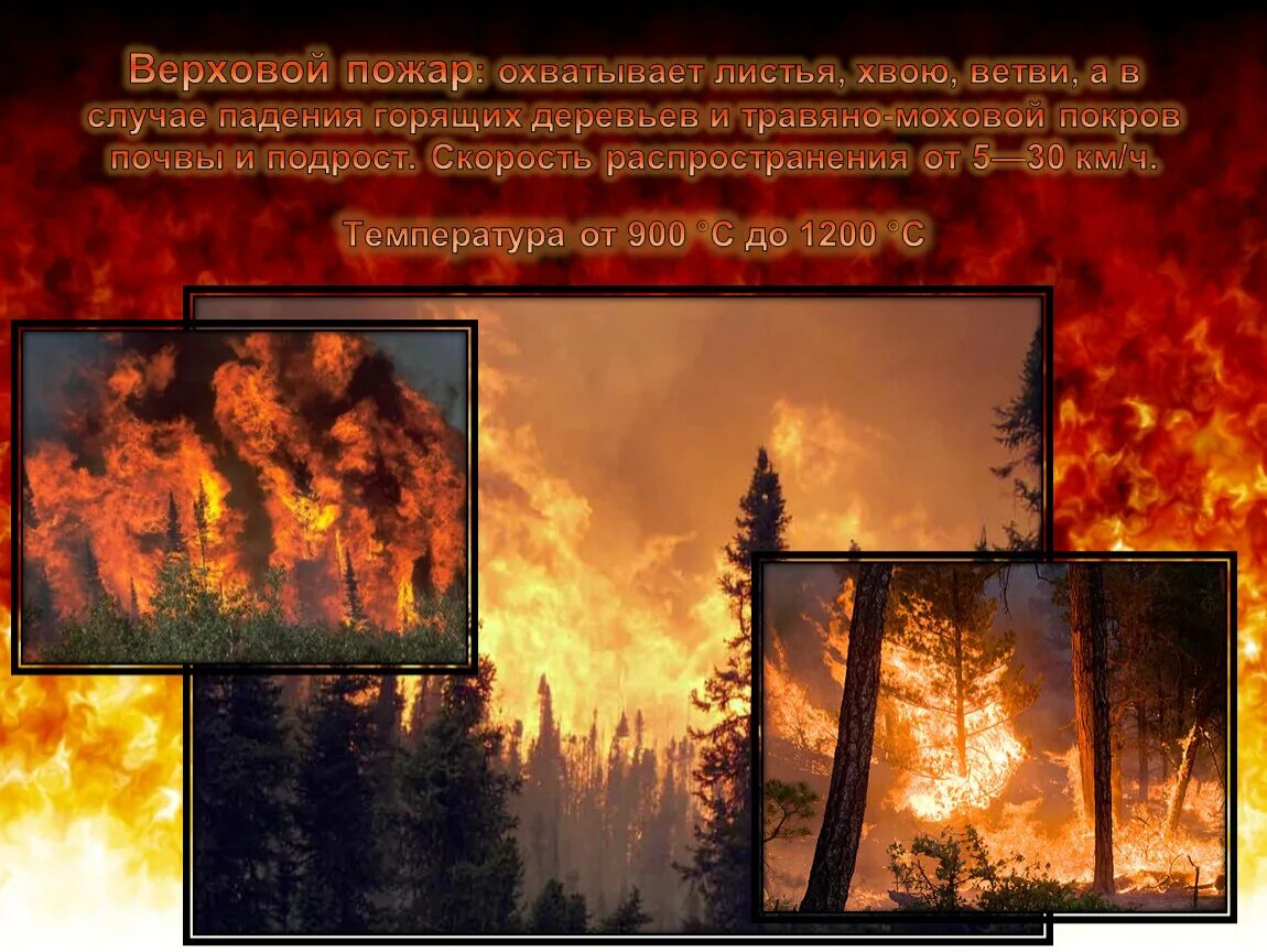 Верховой пожар наиболее опасен ответы. Скорость распространения верхового лесного пожара. Верховой пожар пожар. Верховой пожар. Пожар в лесу презентация.