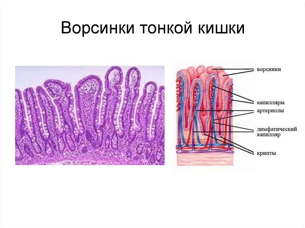 Строение ворсинок слизистой оболочки. Тонкая кишка кишечная Ворсинка. Ворсинки тонкого кишечника гистология. Строение микроворсинки гистология. Строение микроворсинок толстой кишки.