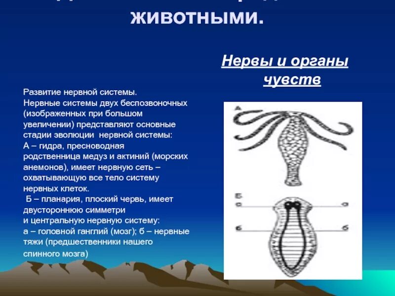 Типы нервной системы беспозвоночных животных. Эволюция нервной системы. Эволюция нервной системы у животных. Этапы развития нервной системы у беспозвоночных. Подвижная тела у беспозвоночных