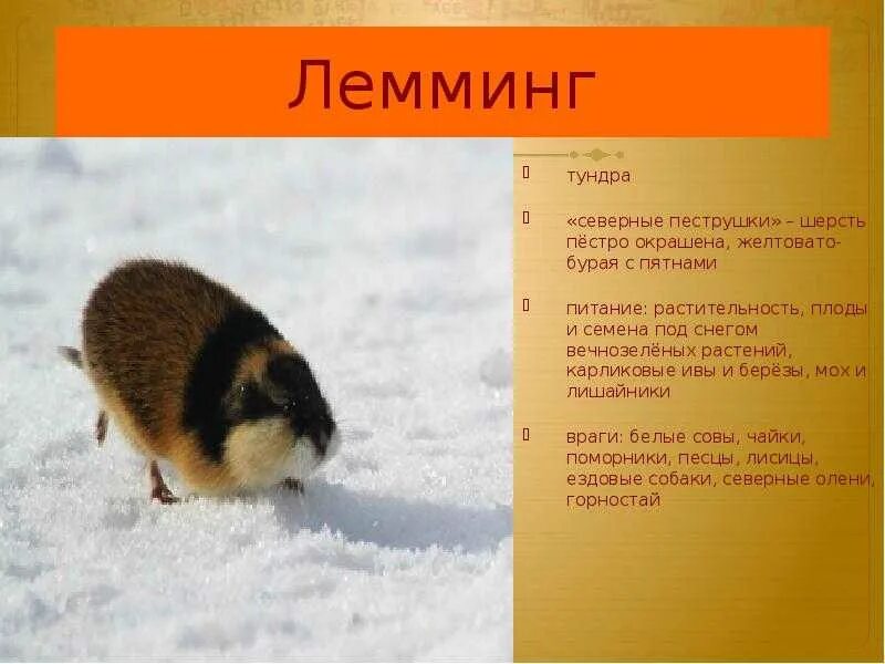 Лемминг сообщение для 4 класса окружающий. Лемминг живет в тундре. животные тундры лемминги сообщение. лесной лемминг описание. пеструшка лемминг.