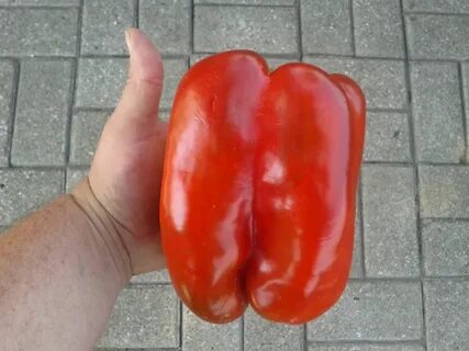 Hit pepper