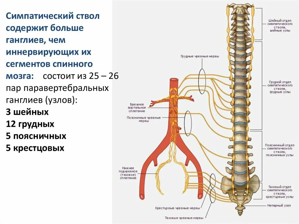 Нервные узлы и нервные стволы. Грудной отдел симпатического ствола схема. Схема поясничного отдела симпатического ствола. Пограничный ствол симпатического нерва. Грудные узлы симпатического ствола.