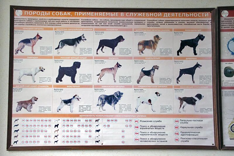 Выводить породу. Породы собак для кинологов. Классификация служебных пород собак. Породы собак в таблице. Служебные породы собак список.