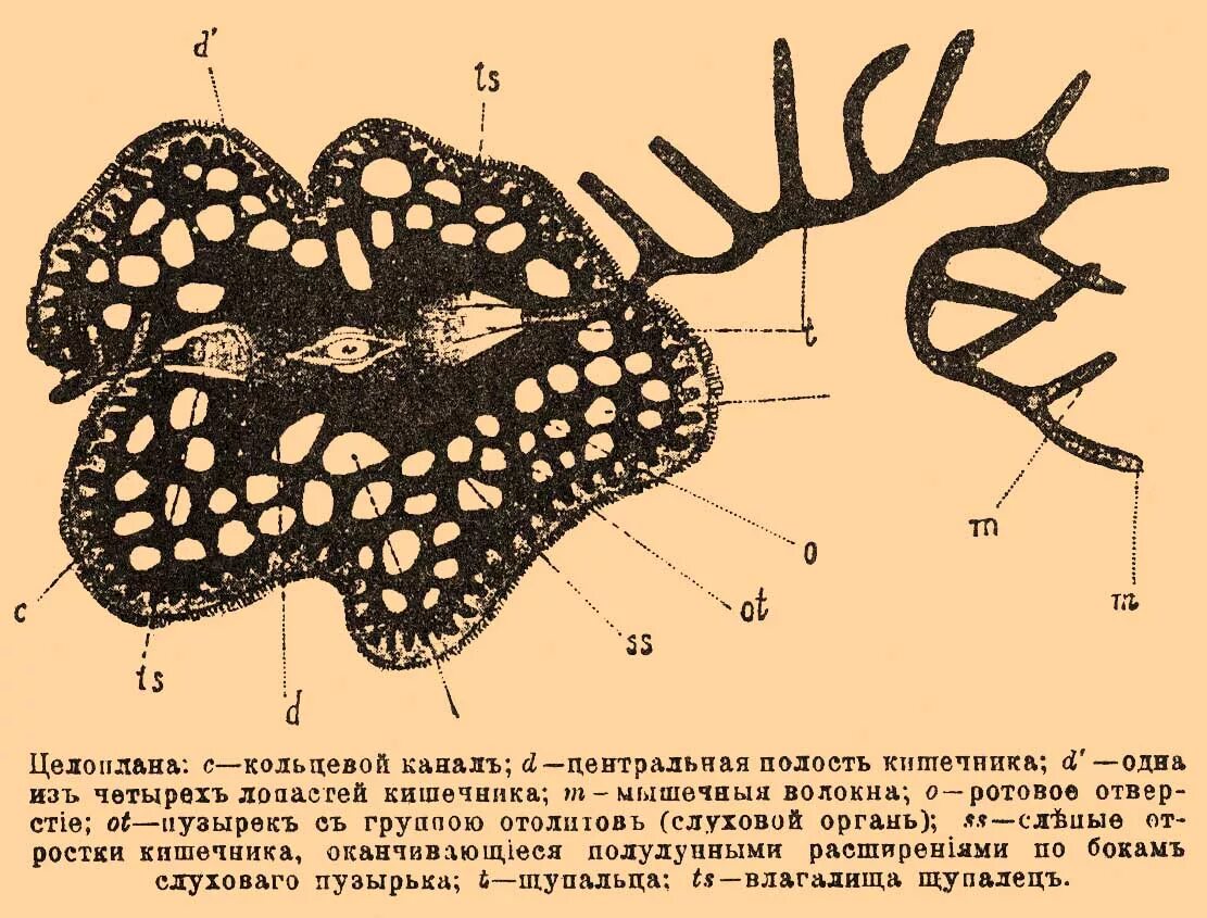 Кольцевой канал. Целоплана Мечникова. Coeloplana Гребневик. Coeloplana astericola. Кольцевые каналы рисунок.