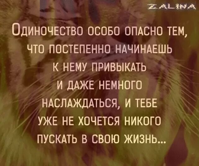 Как привыкнуть к одиночеству. Одиночество к нему привыкаешь. к одиночеству привыкаешь цитаты. человек привыкает к одиночеству цитаты. к одиночеству быстро привыкаешь.