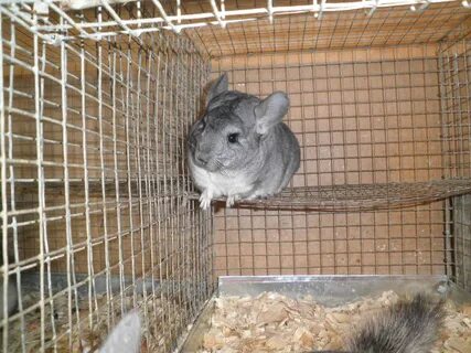 Пол шиншиллы