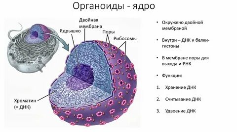 Порно свингшілер жас жұбайларға сабақ береді