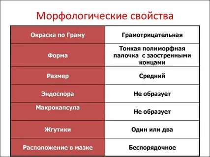 Морфологические свойства главного слова