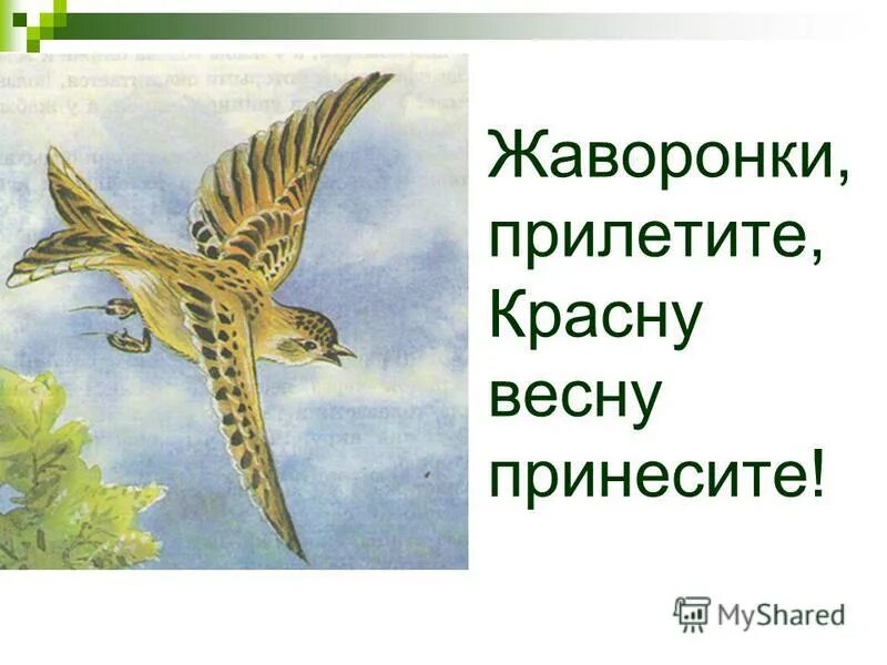 Жаворонки прилетите красну весну принесите. Жаворонки Жавороночки. Жаворонки прилетите красну весну. Жавороночки, прилетите!. Жаворонок прилетел.